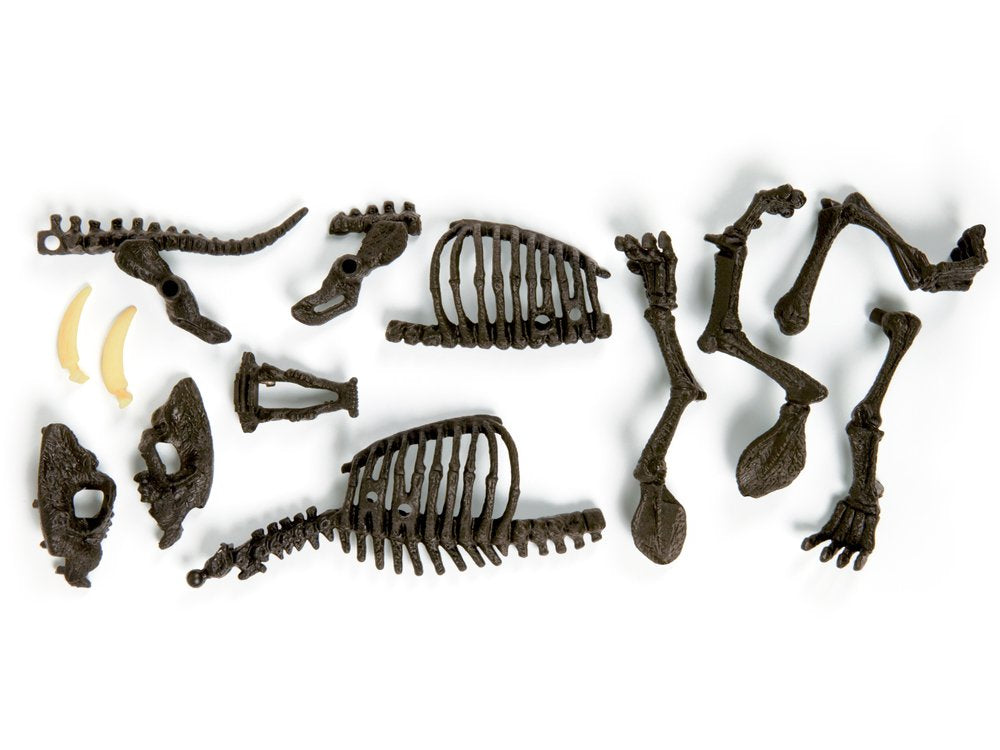 Set skeleta sabljozubog tigra – Smilodon